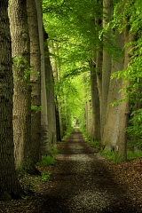 Aloyisus Allee Surenburg&nbsp;&copy;&nbsp;Heimatverein Riesenbeck e.V.- Fotogruppe