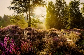 Heidelandschaft am Torfmoorsee&nbsp;&copy;&nbsp;Michael Schmidt