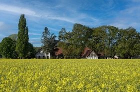 Rapsblüte&nbsp;&copy;&nbsp;Heimatverein Riesenbeck e.V.-Fotogruppe