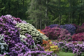 Rhododendronwald&nbsp;&copy;&nbsp;Heimatverein Riesenbeck e.V. - Fotogruppe