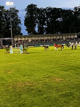 Riesenbeck International&nbsp;&copy;&nbsp;Stadtmarketing Hörstel UG