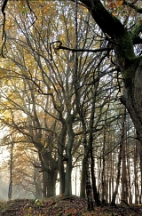 Surenburger Wald&nbsp;&copy;&nbsp;Heimatverein Riesenbeck e.V. - Fotogruppe