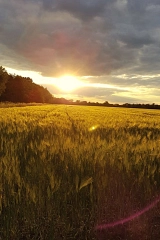 Wiese&nbsp;&copy;&nbsp;Stadtmarketing Hörstel UG